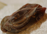 Botswana banded agate 2.0 oz lapidary nodule piece - radiantrocksct