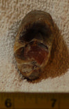 Botswana banded agate 1.6 oz lapidary nodule piece (45 gram) - radiantrocksct