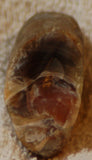Botswana banded agate 1.6 oz lapidary nodule piece (45 gram) - radiantrocksct