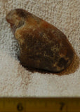 Botswana banded agate 1.6 oz lapidary nodule piece (45 gram) - radiantrocksct