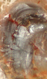 Botswana banded agate 0.8 oz lapidary nodule piece (23 gram) - radiantrocksct