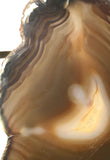 Brazilian Agate  slab 6.2 oz (170 grams) - radiantrocksct