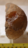 Piranha Brazilian Banded Agate rough ~1.2 lbs (578 grams) - radiantrocksct