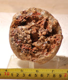 Piranha Brazilian Banded Agate rough ~1.2 lbs (578 grams) - radiantrocksct