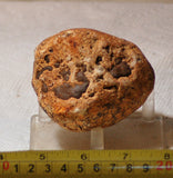 Piranha Brazilian Banded Agate rough ~12.8 oz (363 grams) - radiantrocksct