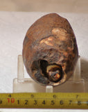 Piranha Brazilian Banded Agate rough ~11.6 oz (329 grams) - radiantrocksct