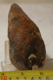 Piranha Brazilian Banded Agate rough ~11.6 oz (329 grams) - radiantrocksct