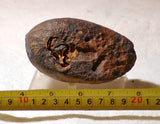 Piranha Brazilian Banded Agate rough ~11.6 oz (329 grams) - radiantrocksct