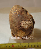 Piranha Brazilian Banded Agate rough ~1.6 lbs (743 grams) - radiantrocksct