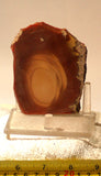 Bruneau Jasper Lapidary Cabochon Slab 3.2 oz (90 grams) - radiantrocksct