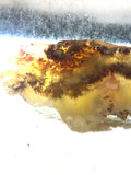 Carey Plume Agate heel slab 1.2 oz (35 grams) - radiantrocksct