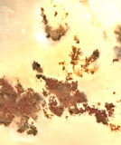Carey Plume Agate heel slab 1.4 oz (40 grams) - radiantrocksct