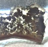 Carey Plume Agate Lapidary  slab 0.6 oz (15 grams) - radiantrocksct