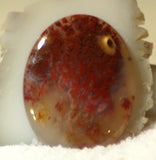 Carey Plume Agate Oval Cabochon 46.5 carats - radiantrocksct