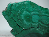 Chatoyant Congo Malachite lapidary slab 11.0 oz (310 grams)