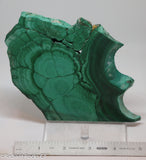 Chatoyant Congo Malachite lapidary slab 11.0 oz (310 grams)