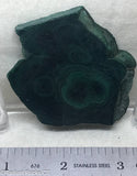 Chatoyant Congo Malachite lapidary slab 2.2 oz (60 grams) .