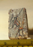 Crazy Lace Agate Cabochon heel Slab Great patterns 2.7 oz (76 grams) - radiantrocksct