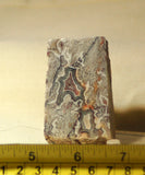 Crazy Lace Agate Cabochon heel Slab Great patterns 2.7 oz (76 grams) - radiantrocksct