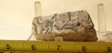 Crazy Lace Agate Cabochon heel Slab Great patterns 2.7 oz (76 grams) - radiantrocksct