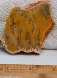 Dendritic Yellow Opal Lapidary Cabochon slab - Radiant Rocks CT