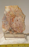 Feather Ridge Plume Agate  slab 3.8 oz (110 grams) - radiantrocksct
