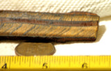 Gold Tiger's Eye lapidary cabochon slab 1.04 oz (30 grams) - radiantrocksct