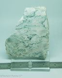 Green White Tree Agate Lapidary Heel Slab - Radiant Rocks CT
