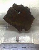 Indo Flame, Indonesian Sagenite Agate  Slab - Radiant Rocks CT