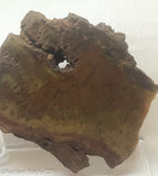 Indo Flame, Indonesian Sagenite Agate  Slab - Radiant Rocks CT