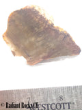 Indo Flame, Indonesian Sagenite Agate lapidary heel slab 2.6 ounces (75 grams)