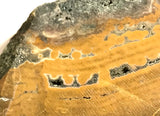 Indonesian Orbicular Jasper slab 16.8 oz (475 grams) - radiantrocksct