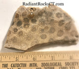 Indonesian Petrified Coral Lapidary slab 2.8 oz (85 grams) - radiantrocksct