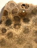 Indonesian Petrified Coral Lapidary slab 2.8 oz (85 grams) - radiantrocksct
