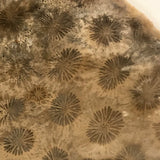 Indonesian Petrified Coral Lapidary slab 2.8 oz (85 grams) - radiantrocksct