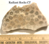 Indonesian Petrified Coral Lapidary slab 2.8 oz (85 grams) - radiantrocksct