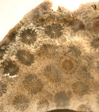 Indonesian Petrified Coral Lapidary slab 2.8 oz (85 grams) - radiantrocksct