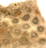 Indonesian Petrified Coral Lapidary slab 2.8 oz (85 grams) - radiantrocksct