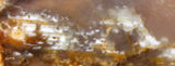 Northridge Plume Agate 3.2 oz  lapidary slab great plumes and agate - radiantrocksct