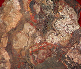 Red Crazy Lace agate Lapidary Cabochon rough 22.9 lbs Great colors /patterns - radiantrocksct
