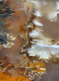 Northridge Plume Agate 3.2 oz  lapidary slab great plumes and agate - radiantrocksct
