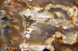 Northridge Plume Agate 3.8 oz  lapidary slab great plumes and agate - radiantrocksct