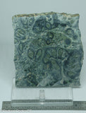 Kambaba Jasper  lapidary slab  -  Radiant Rocks CT