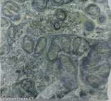 Kambaba Jasper  lapidary slab  -  Radiant Rocks CT