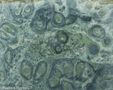 Kambaba Jasper  lapidary slab  -  Radiant Rocks CT