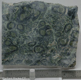 Kambaba Jasper  lapidary slab  -  Radiant Rocks CT