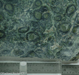Kambaba Jasper  lapidary slab  -  Radiant Rocks CT