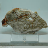 Laguna Lace Agate Lapidary Slab 4.2 oz  (115 grams)