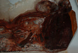 Laguna Lace Agate Lapidary Slab Great colors /patterns 10.2 oz  (285 grams)