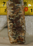 Linda Marie Plume Agate heel slab (23 grams) - radiantrocksct